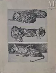 Mathurin MEHEUT-"Le Tigre au repos, 1911 "-img1