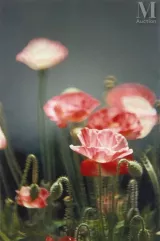 *Jacques Henri LARTIGUE (1894-1986)-Ile de Ré, juin 1981-img1