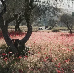 *Jacques Henri LARTIGUE (1894-1986)-Florette dans la Morgan, Provence, mai 1954-img1