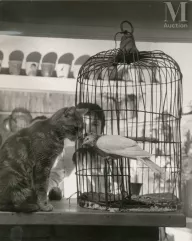 Robert DOISNEAU (1912-1994)-L'enfant et la colombe, 1958-img1