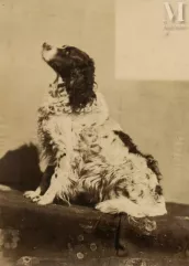 Springer-Chien de chasse, c. 1855-img1