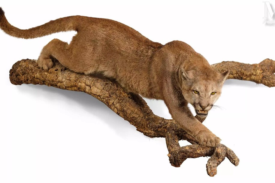 estimation taxidermie