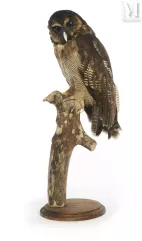 CHOUETTE LEPTOGRAMME--img1