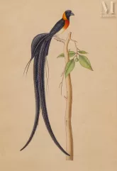 ERRATA-Planche d’étude ornithologique figurant une veuve de paradis-img1