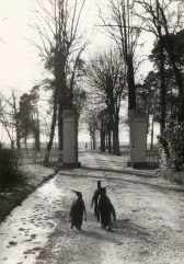 Willy RONIS (1910-2009)-En balade, Château de Choisille, havre d’hiver du cirque Pinder, Chanceaux-sur-Choisille, Indre-et-Loire, 1956-img1