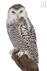 HARFANG DES NEIGES--img1