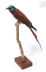 GUÊPIER ÉCARLATE--img1