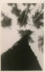 Alexandre RODTCHENKO (1891-1956)-Pins à Pouchkino, 1927-img1