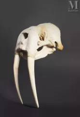 CRÂNE DE MORSE--img1