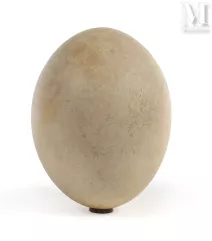 RARE OEUF D'AEPYORNIS MAXIMUS--img1