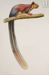 * Ecureuil géant (Shikru) par un artiste anonyme-Inde, Company School, vers 1850-img1