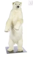 BEL OURS POLAIRE--img1