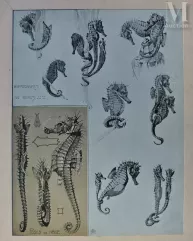 Mathurin MEHEUT-"L'Hippocampe, 1911 "-img1