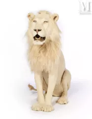 BEAU LION BLANC--img1