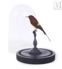 SOUIMANGA DE GOULD--img1