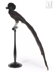 TRÈS RARE PARADISIER À GORGE NOIRE--img1