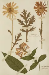 BEL HERBIER--img1