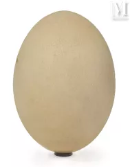 RARE OEUF D'AEPYORNIS--img1