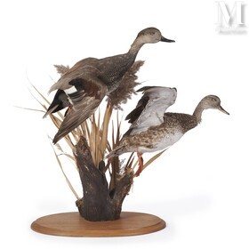 Estimation gratuite trophée de chasse
